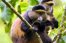 2 Days Chimpanzees trekking Tour and Canopy walk Adventure