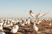 Private tour to Cape Kidnappers Gannet Colony