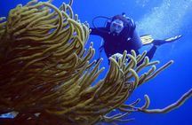 Diving in the Mexican Caribbean for Beginners | 2 Tanks 2 Dives | All Inclusive 