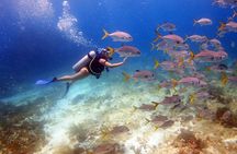 Diving in Cancun for Certified Divers | 2 Dives | All Inclusive