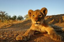 5 Day Kruger National Park and Panorama Route Safari