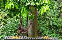 Bornean Sun Bear Conservation Centre & Sepilok Orang Utan Rehab Centre Tour