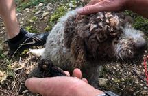 Truffle Hunting with Wine Tasting