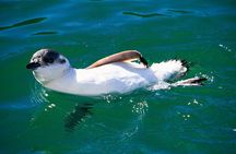 Iconic Wildlife Tour with Yellow Eyed Penguins & Royal Albatross
