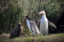 Iconic Wildlife Tour with Yellow Eyed Penguins & Royal Albatross
