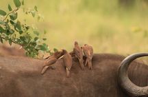 Kruger National Park Afternoon Sunset Safari Tour