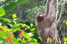 2 days Peruvian Amazon Tour from Iquitos