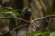 3 days Amazon Jungle tour with Pink Dolphin watch from Iquitos