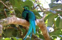 Monteverde reserve Birding tour with Esteban daily guided tours