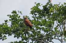 Crooked Tree Bird Watching