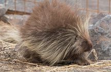 Alaska Wildlife Day Tour with Free Hotel Pickup