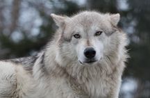 Alaska Wildlife Day Tour with Free Hotel Pickup
