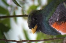 Curi cancha birding Tour with Esteban Daily Guided Tours