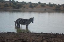 Nairobi National Park/ Giraffe Centre