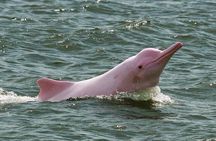 4 days Amazon Jungle tour with Pink Dolphin watch from Iquitos