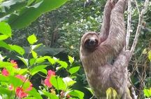 4 days Amazon Jungle tour with Pink Dolphin watch from Iquitos