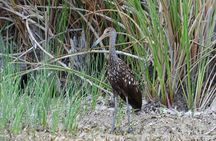 Crooked Tree Bird Watching