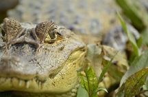 Full-Day Caño Negro Wildlife Refuge Boat Tour