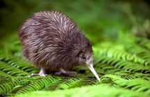 Akaroa Shore Excursion: Banks Peninsula, Christchurch City Tour and Willowbank Wildlife Reserve
