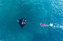 Manta Ray Experience