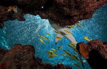Ultimate Encounter Snorkel with Sharks in Fiji
