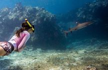 Ultimate Encounter Snorkel with Sharks in Fiji