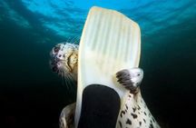 Snorkel, Kayak, and Seal Adventure: Vancouver Boat Tour
