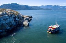 Snorkel, Kayak, and Seal Adventure: Vancouver Boat Tour