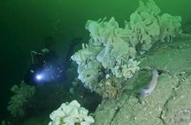Scuba Dive Boat Charter in Vancouver (Certified Divers Only!)
