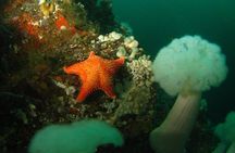 Scuba Dive Boat Charter in Vancouver (Certified Divers Only!)