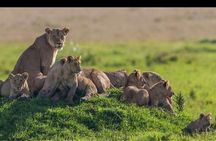 3 Days Masai Mara Safari
