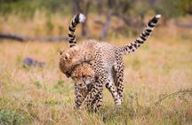 3 Day Lake Manyara, Ngorongoro crater, Tarangire Safari