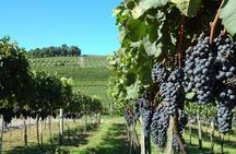 Tour Gran Reserva - Valley of the Vineyards