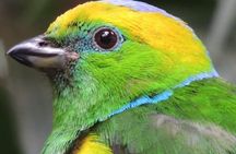 Private Full-Day Bird Watch Workshop