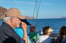 Gray Whale Watching Tour at Lopez Mateos