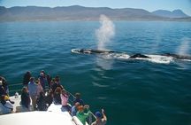 Hermanus Whale Watching & Penguins Shared Tour from Cape Town