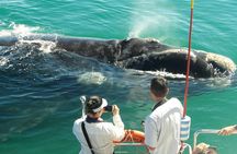 Hermanus Whale Watching & Penguins Shared Tour from Cape Town