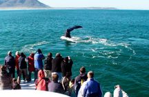 Hermanus Whale Watching Shared Boat Trip and Private Wine Tour from Cape Town