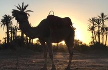 Palmerai groove Camel Ride with SunSet