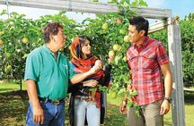 Penang Half Day City Tour Including Tropical Fruit Farm