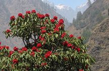 Manaslu Circuit Trek