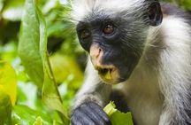 Jozani Forest & Dolphin Swimming Full day Tour - Zanzibar