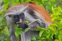 Jozani Forest & Dolphin Swimming Full day Tour - Zanzibar