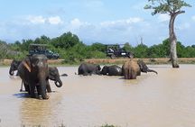 Private 2-Day Trip To Mirissa Beach And Yala From Colombo