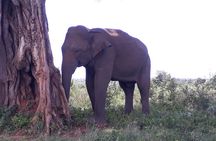 Private 2-Day Trip To Mirissa Beach And Yala From Colombo