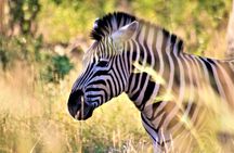 Morning Kruger National Park Safari