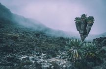 6 Days Mount Kilimanjaro Machame Route