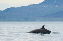 Icelandic Horse Riding and Whale Watching Cruise from Reykjavík