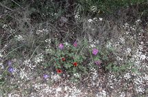 Corfu from Above: Hiking at the Highest Peak of Corfu