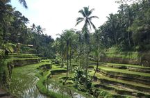 Bali Individual Route With Private English Speaking Driver